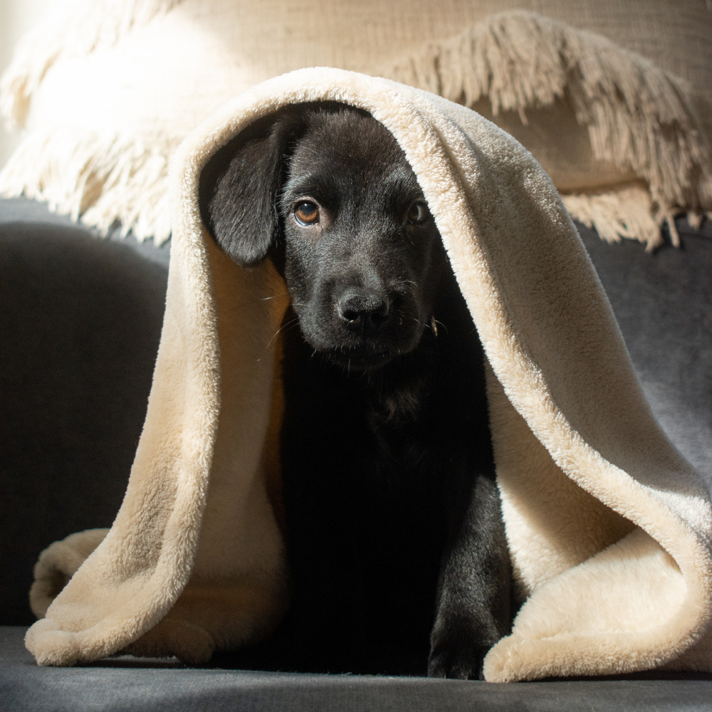 Blanket PAW COVE