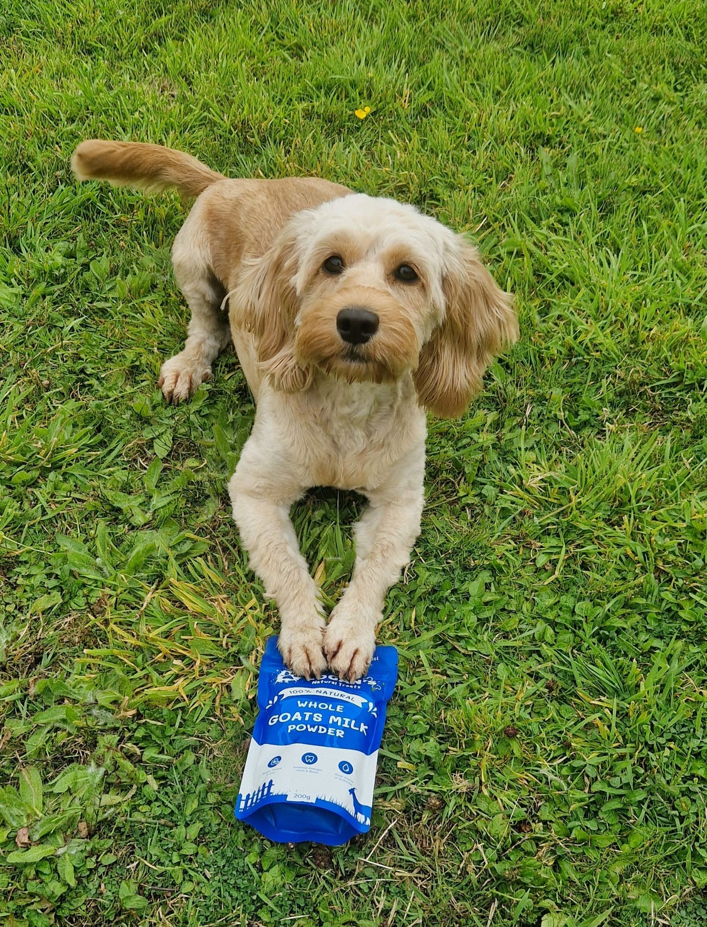 Whole Goat's Milk Powder PAW COVE