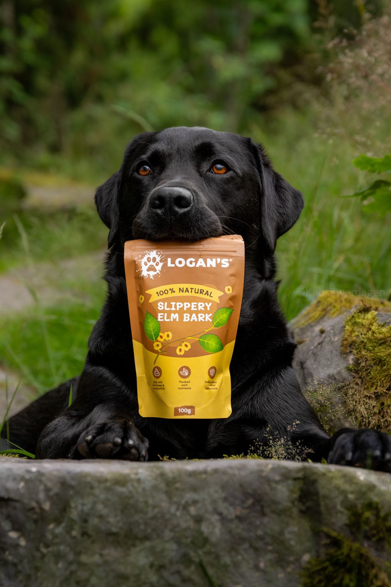 Slippery Elm Bark Powder PAW COVE